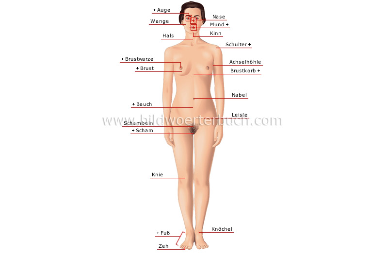 parts Female human body