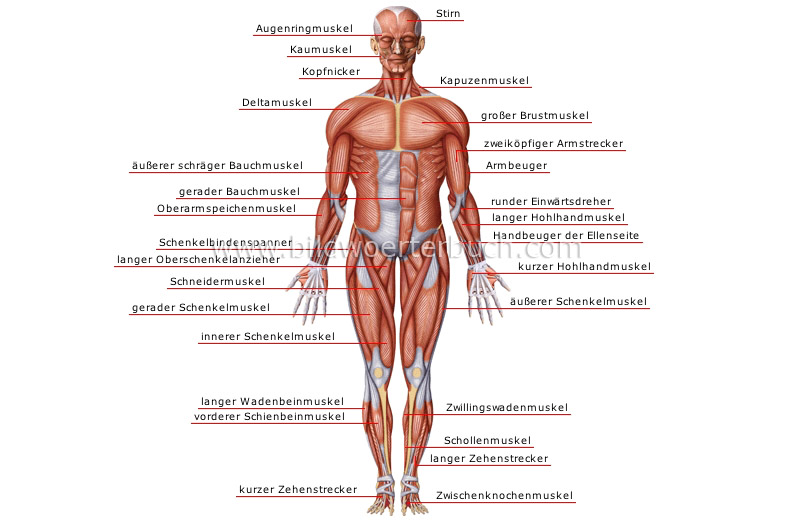 anterior view image