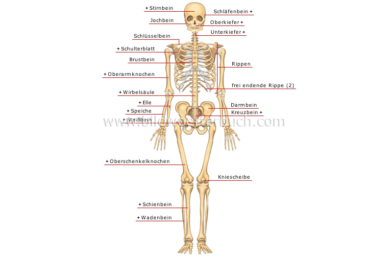 anterior view image