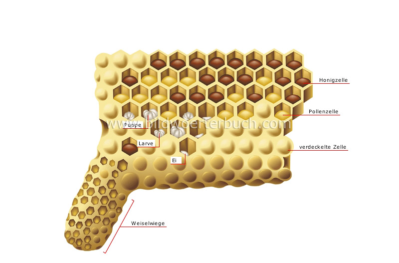 honeycomb section image