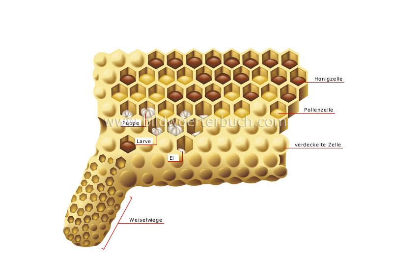 Wabenausschnitt Bild