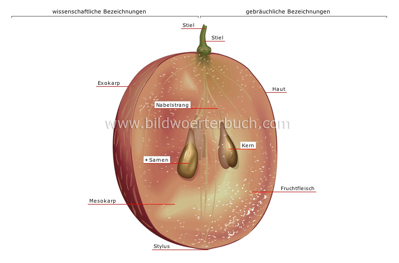 Weintraube im Querschnitt Bild