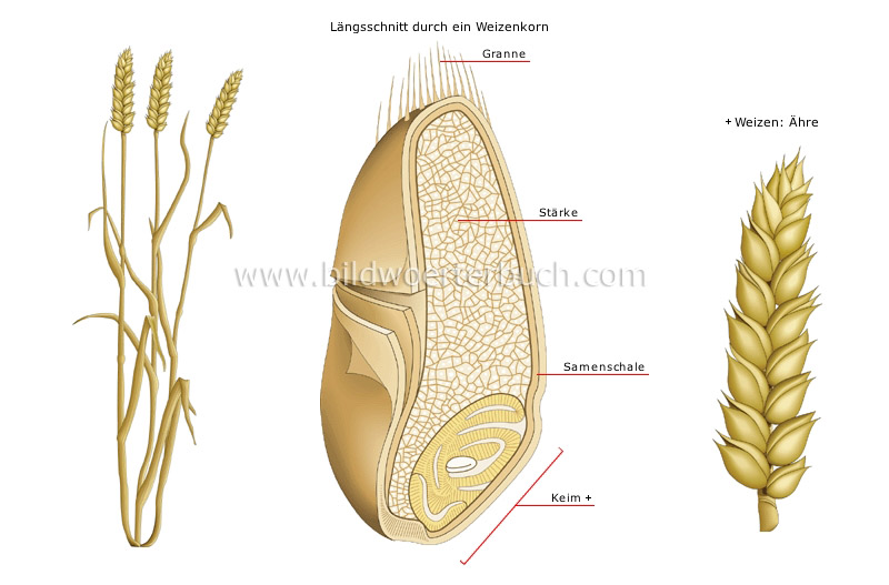 wheat image