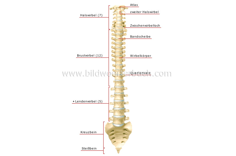 vertebral column image