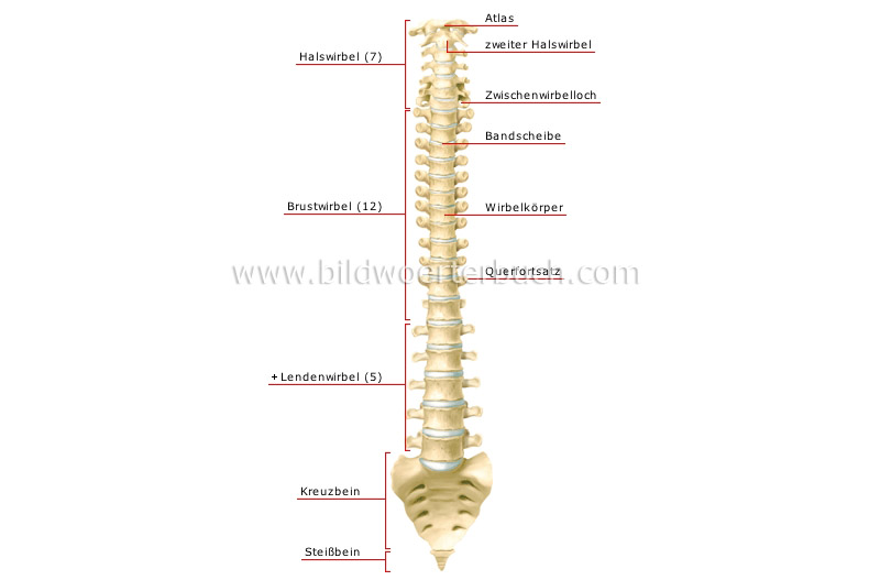 Wirbelsäule Bild
