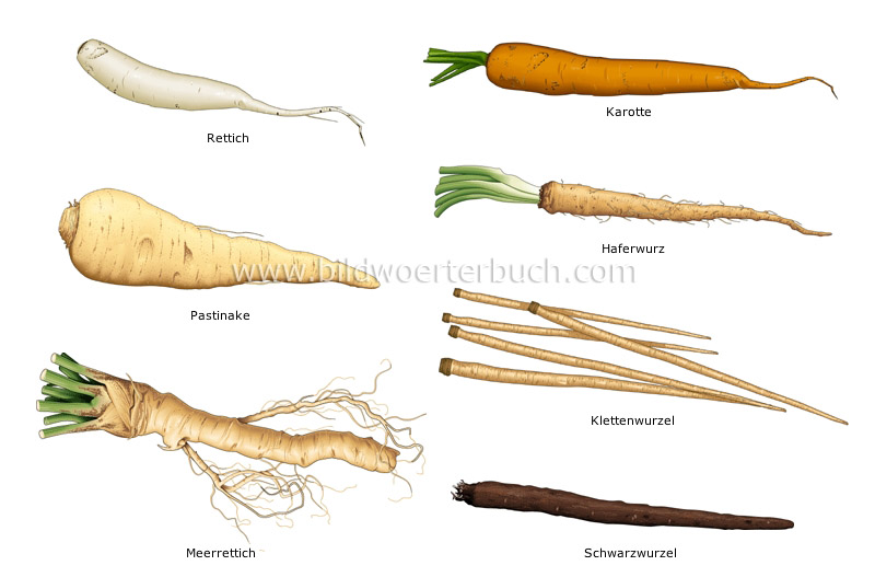 root vegetables image