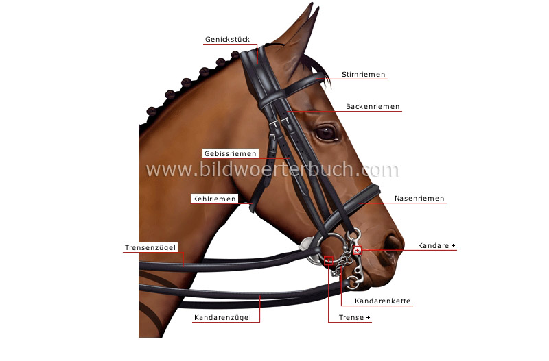 bridle image