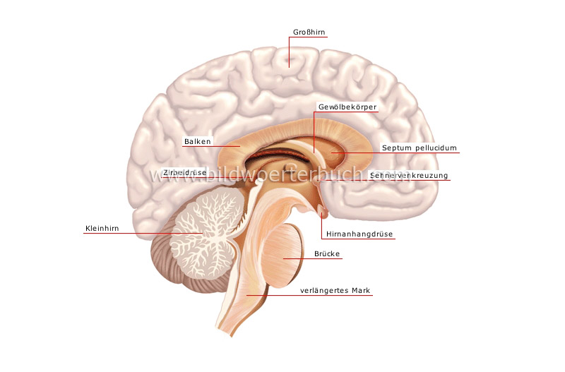 central nervous system image