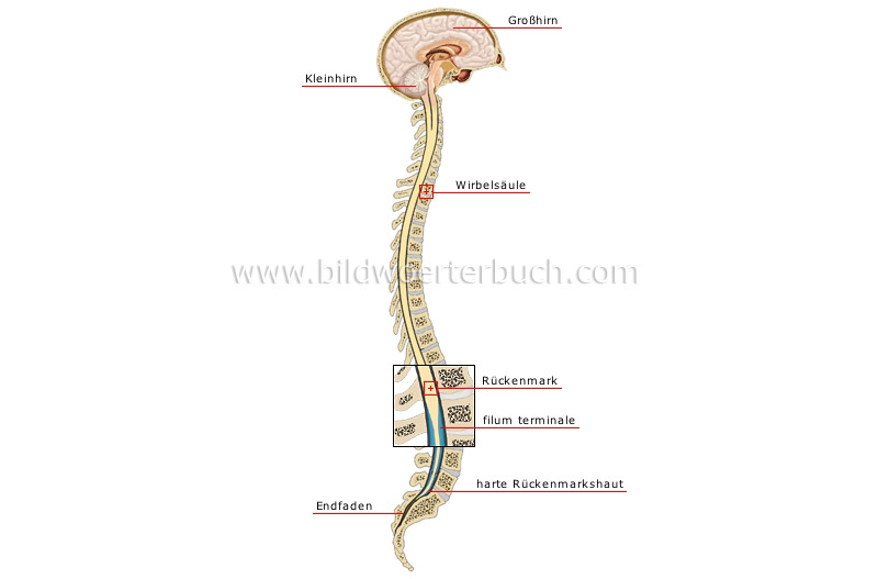 central nervous system image