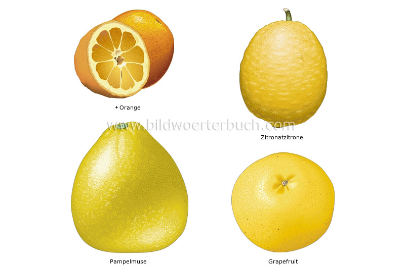 citrus fruits image