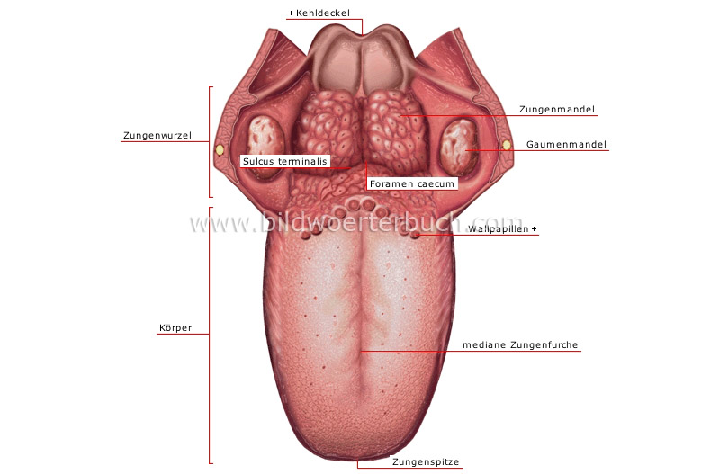 dorsum of tongue image