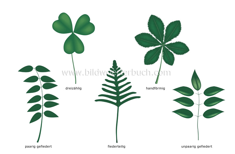 compound leaves image