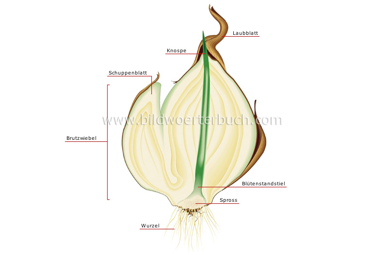 section of a bulb image