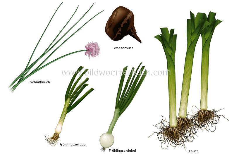 bulb vegetables image