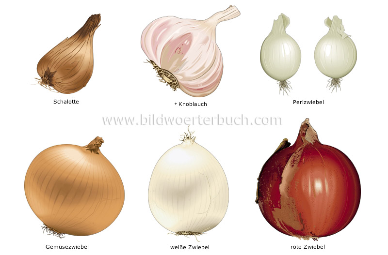 bulb vegetables image