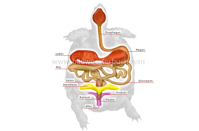 Anatomie einer Schildkröte Bild
