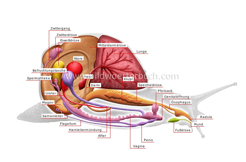 Anatomie einer Schnecke Bild