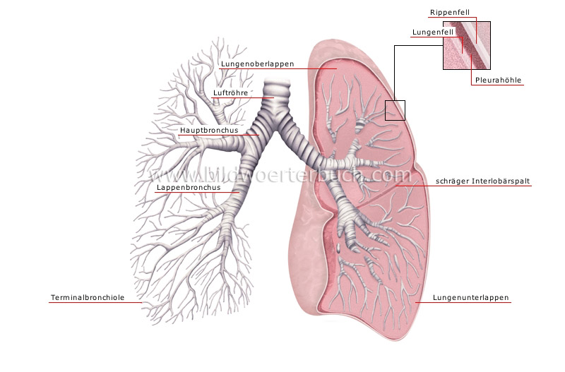 Бронхи на латыни. Легкие анатомия на английском языке. Anatomy of the lung Lobe. Balt System in the lungs.