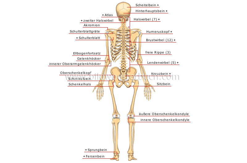 Человек латинское название. Части скелета на латыни. Части тела на латинском. Анатомия на латыни. Анатомия скелета человека на англ.