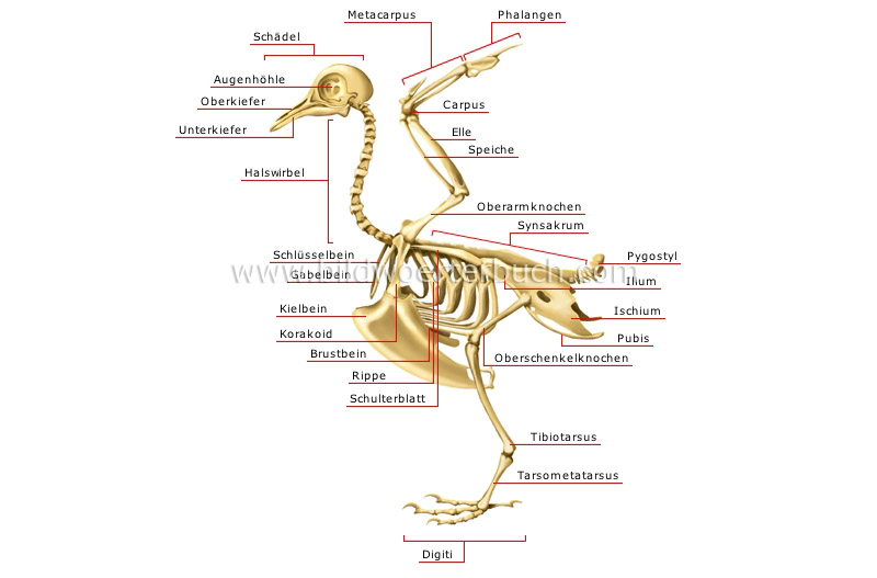 Skelett eines Vogels Bild