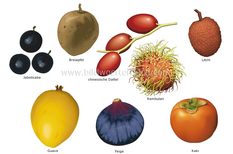 Род плодовых. Фрукты среднего рода. Овощи и фрукты мужского рода. Ягода среднего рода. Фрукты и овощи женского рода.